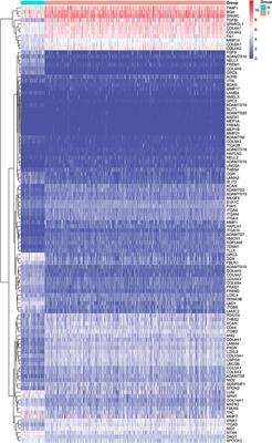 Expression of basement membrane genes and their prognostic significance in clear cell renal cell carcinoma patients